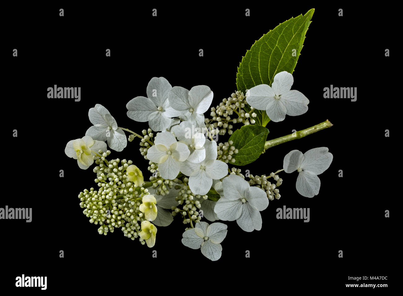 Fleurs d'hortensia, isolé sur fond noir Banque D'Images