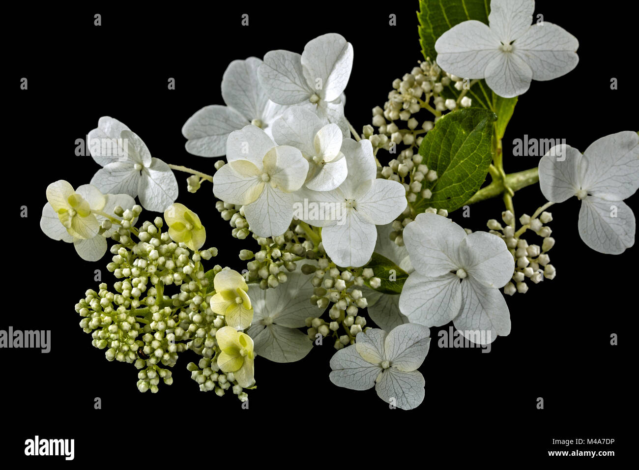 Fleurs d'hortensia, isolé sur fond noir Banque D'Images