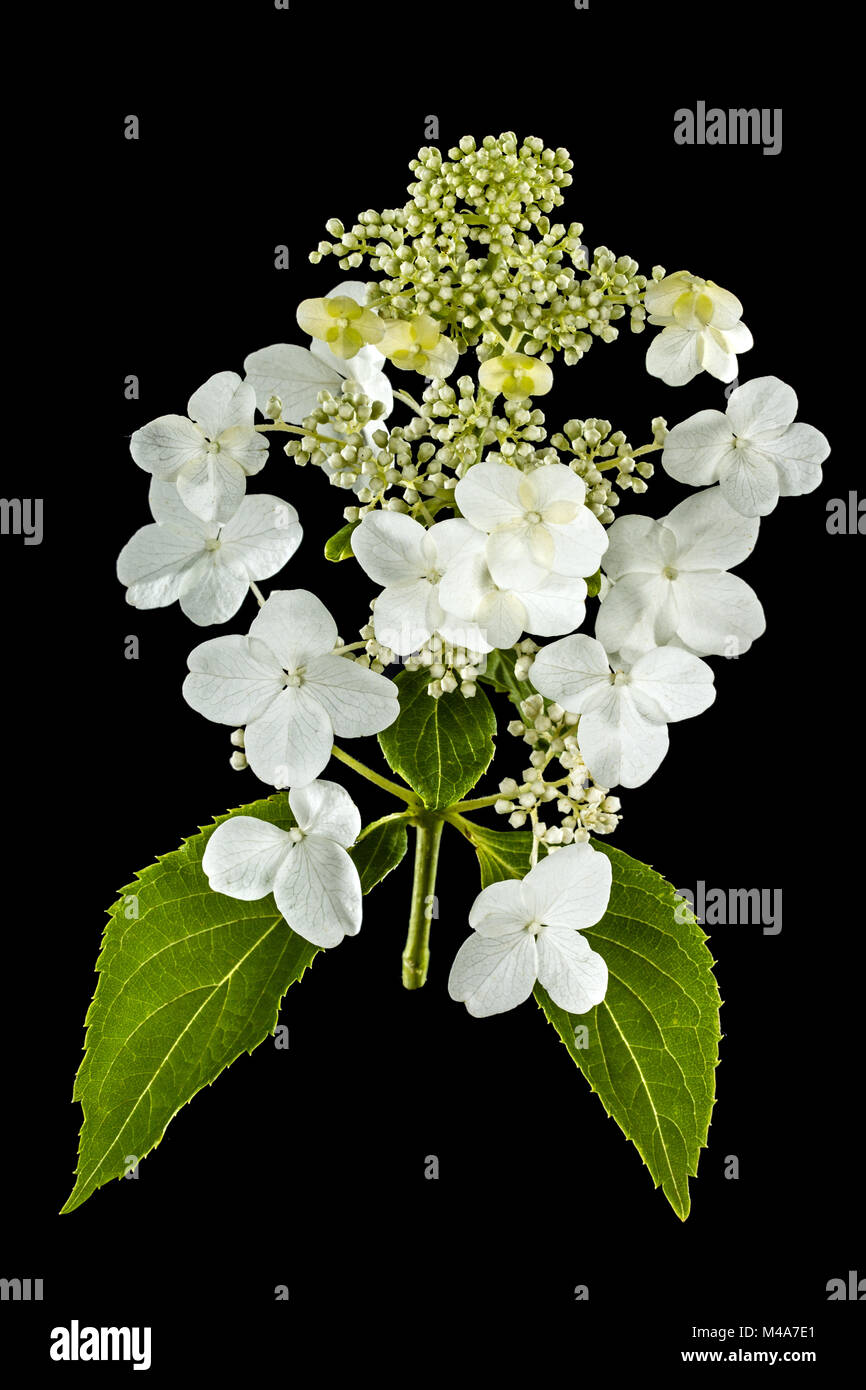 Fleurs d'hortensia, isolé sur fond noir Banque D'Images
