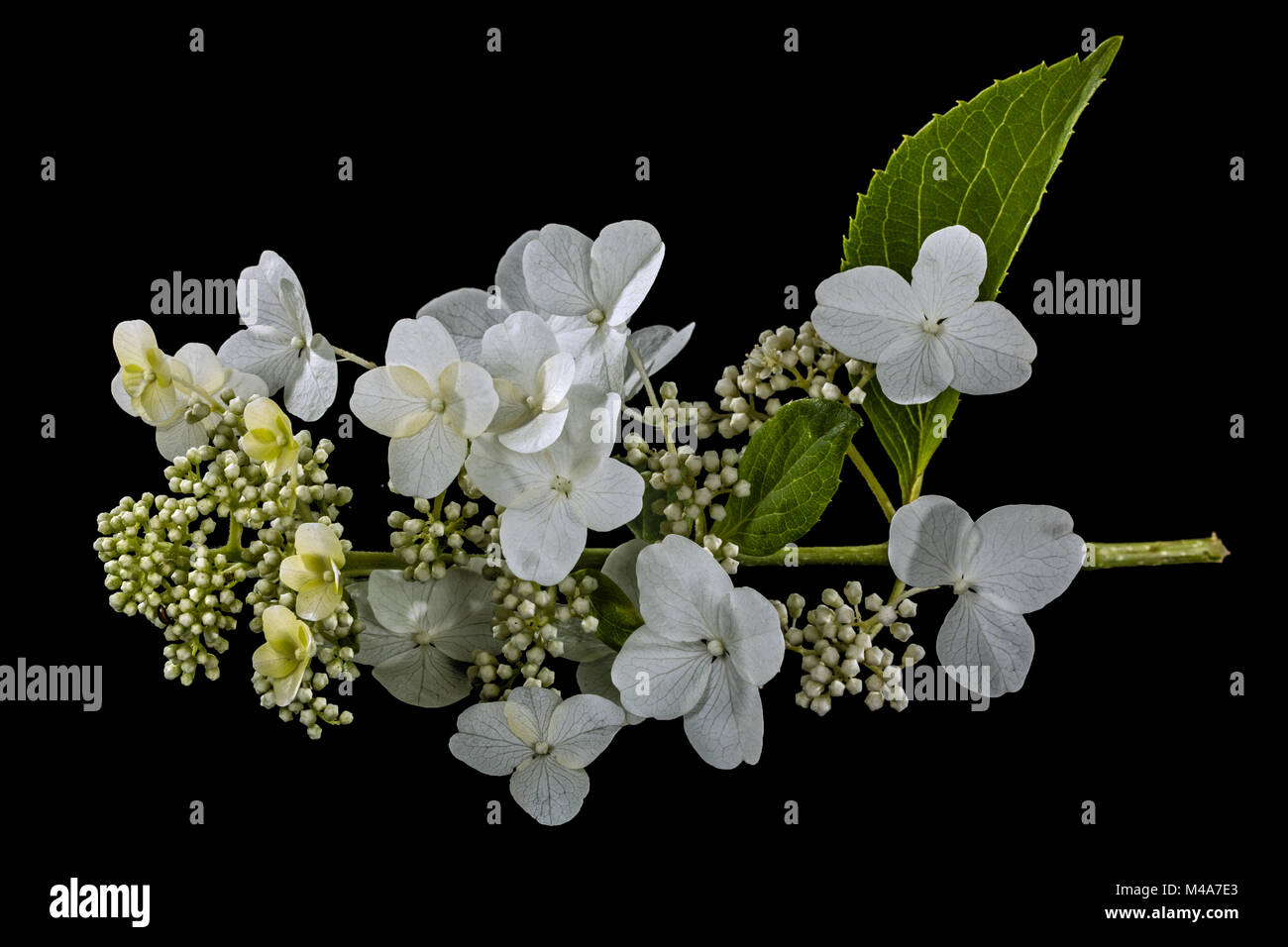 Fleurs d'hortensia, isolé sur fond noir Banque D'Images