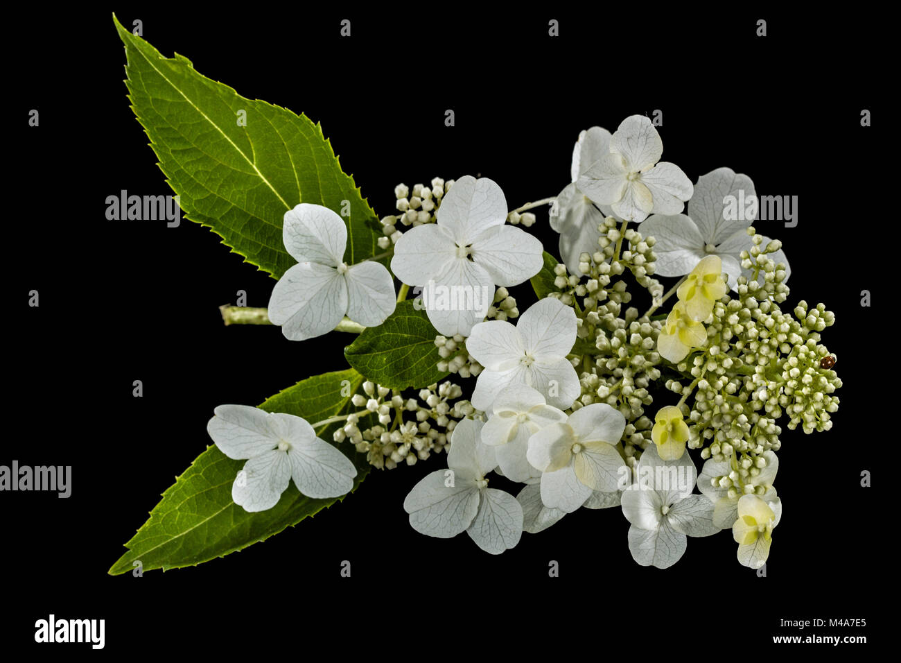 Fleurs d'hortensia, isolé sur fond noir Banque D'Images