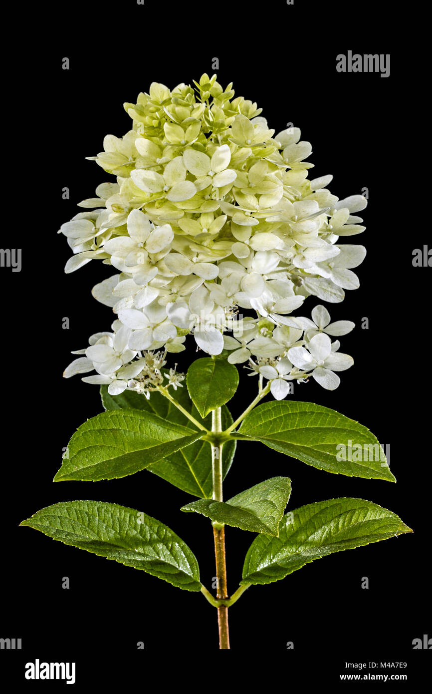 Fleurs d'hortensia, isolé sur fond noir Banque D'Images