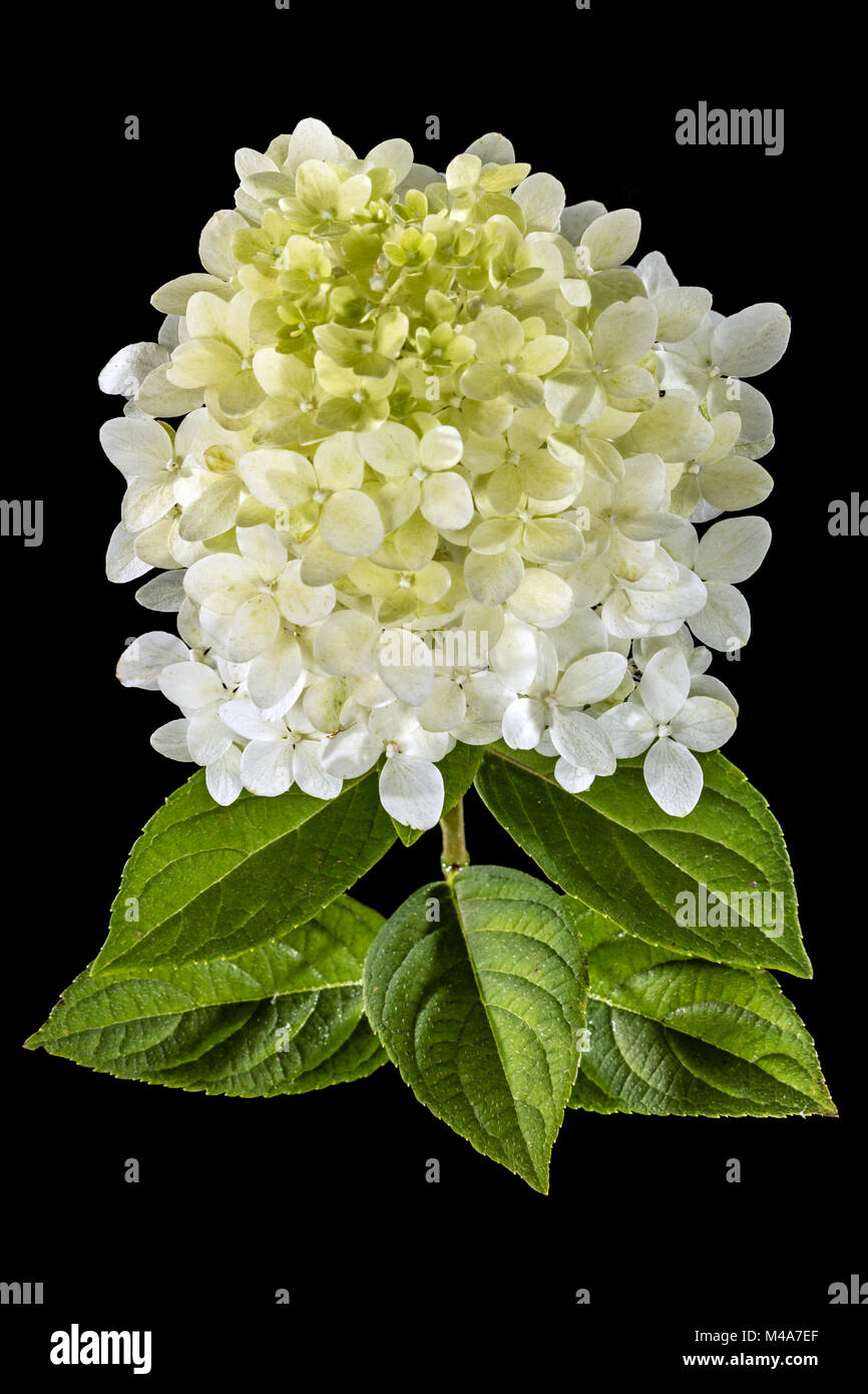 Fleurs d'hortensia, isolé sur fond noir Banque D'Images