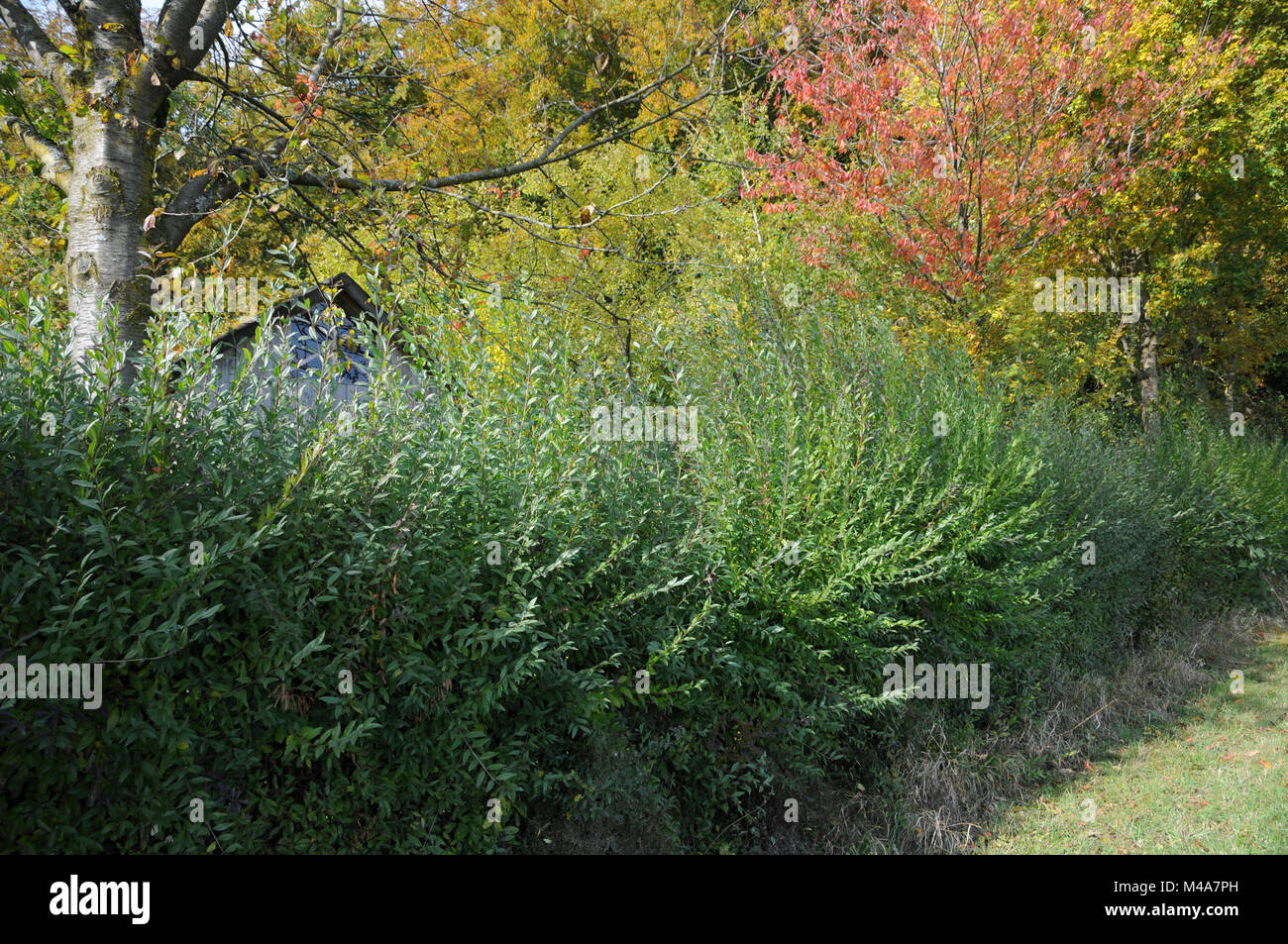 Ligustrum vulgare, troène, Evergreen, couverture à l'automne Banque D'Images