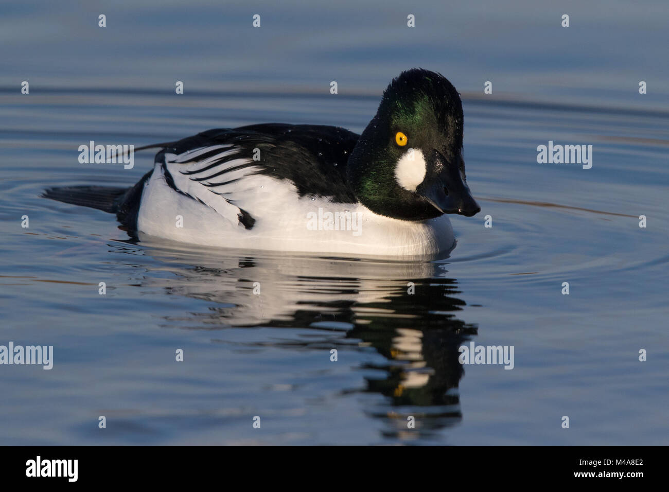 Homme d'or (Bucephala clangula) nager sur l'eau calme Banque D'Images