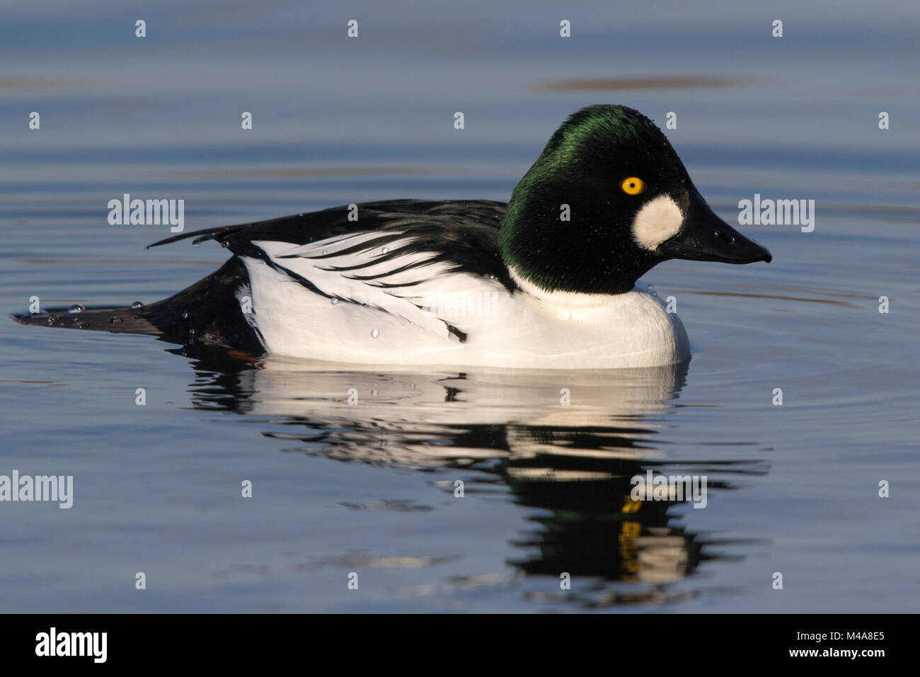 Homme d'or (Bucephala clangula) nager sur l'eau calme Banque D'Images