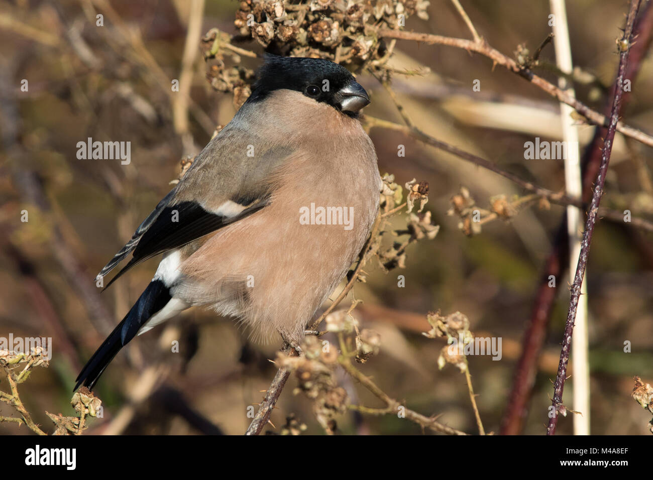 Canard colvert femelle (Pyrrhula pyrrhula) Banque D'Images