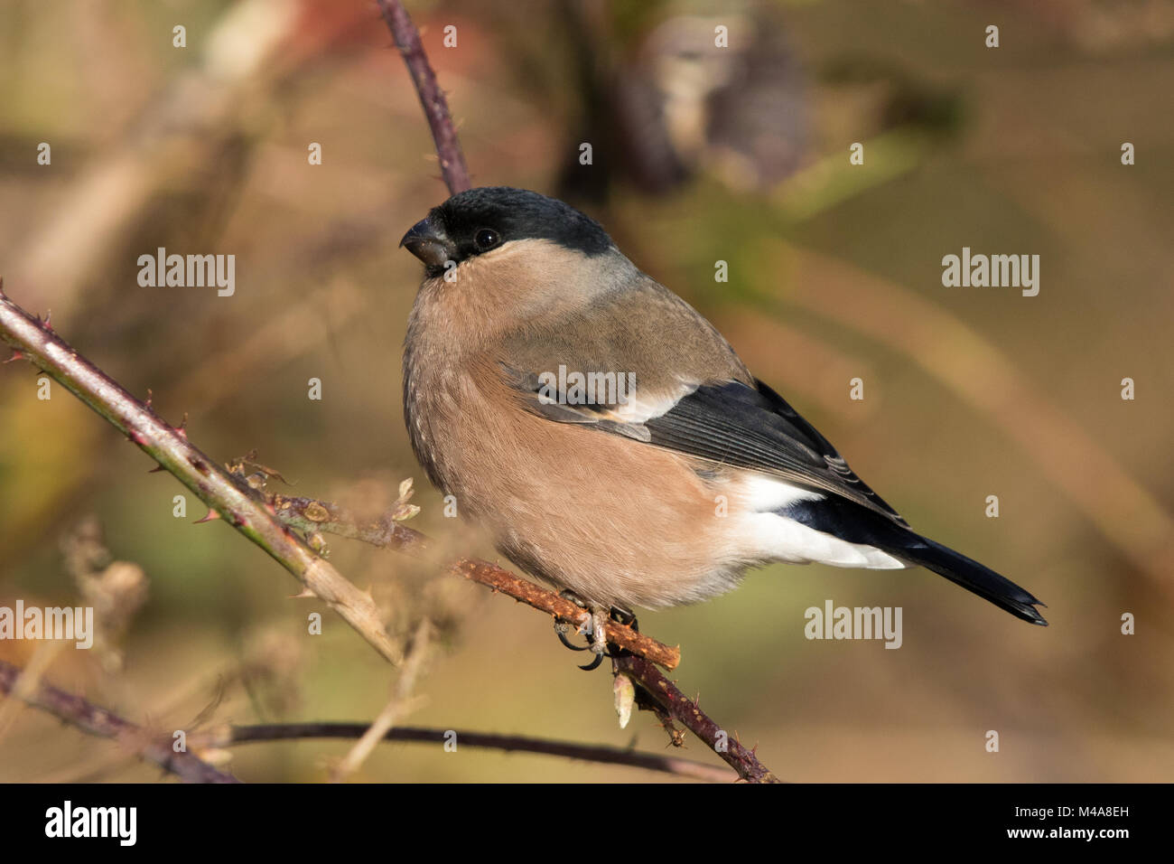 Canard colvert femelle (Pyrrhula pyrrhula) Banque D'Images