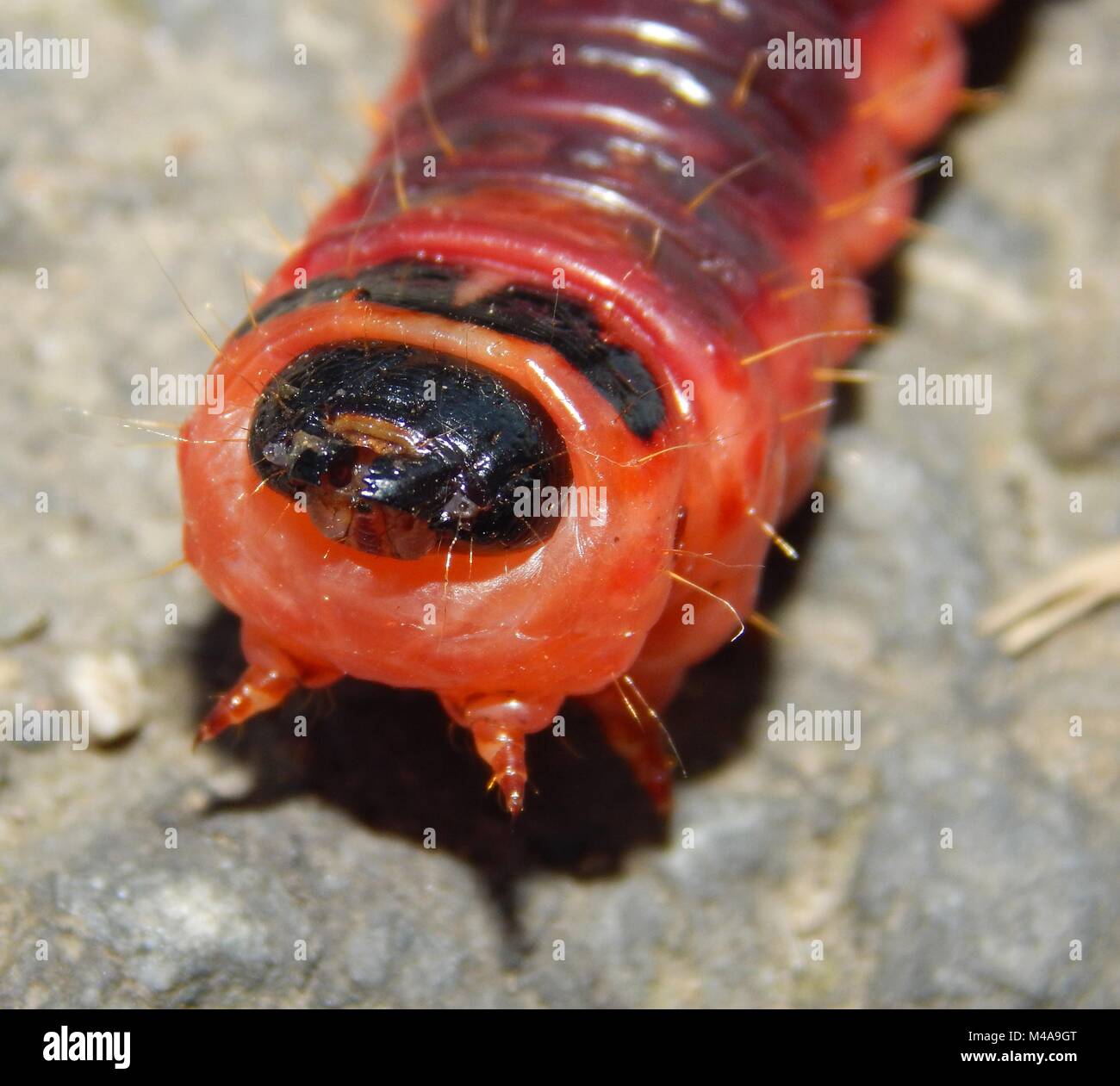 Cossus Cossus caterpillar agressive essayant de cracher sur appareil photo, trouvé sur petit village Road dans la soirée d'été. Banque D'Images