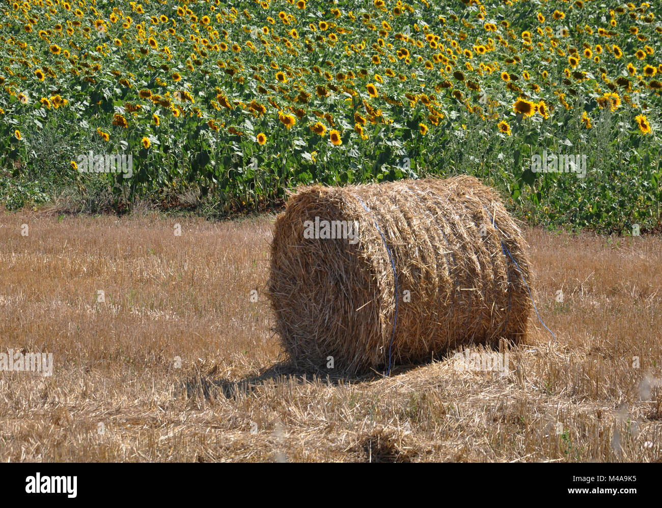 Round balles de foin dans un champ de tournesols background Banque D'Images