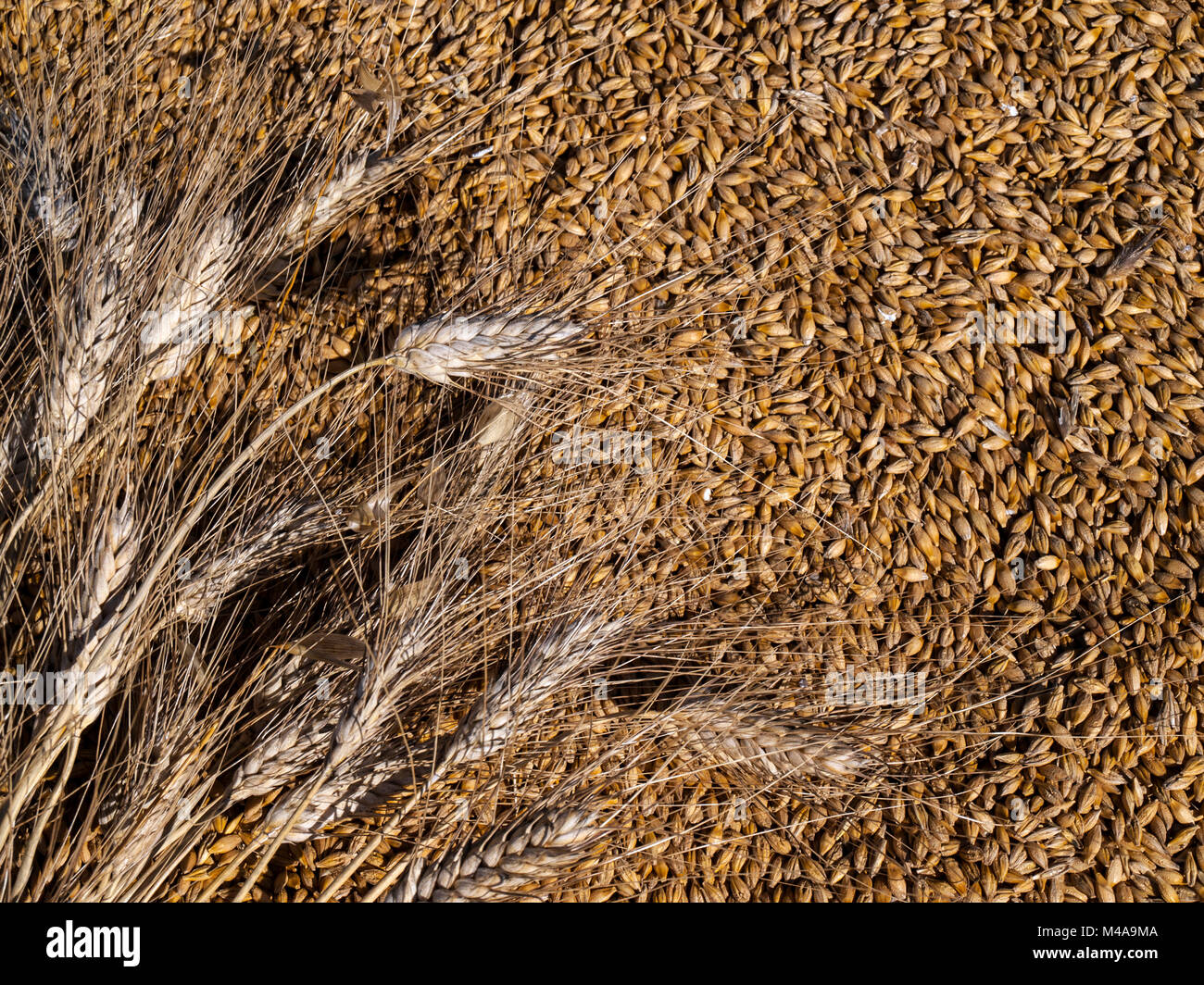 Close-up de semences de blé et les épis de blé Banque D'Images