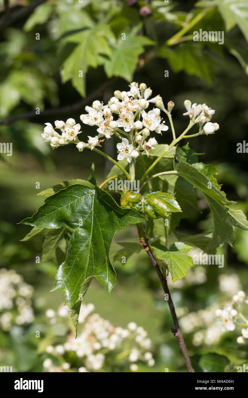 Elsbeere, Elzbeere, sorbus torminalis, sauvage, l'alisier torminal Arbre Service Banque D'Images