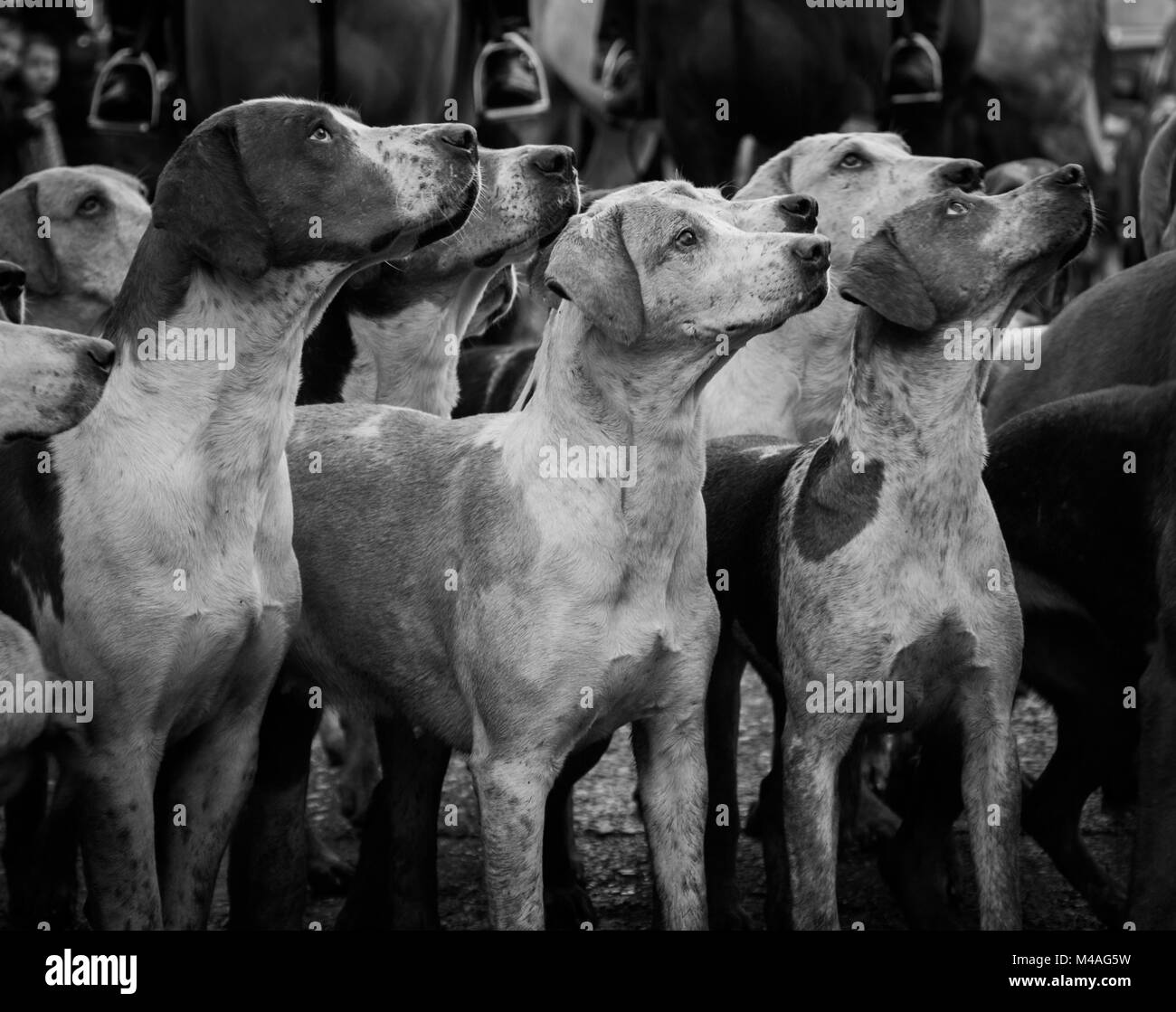 Portrait de Fox Hounds Banque D'Images