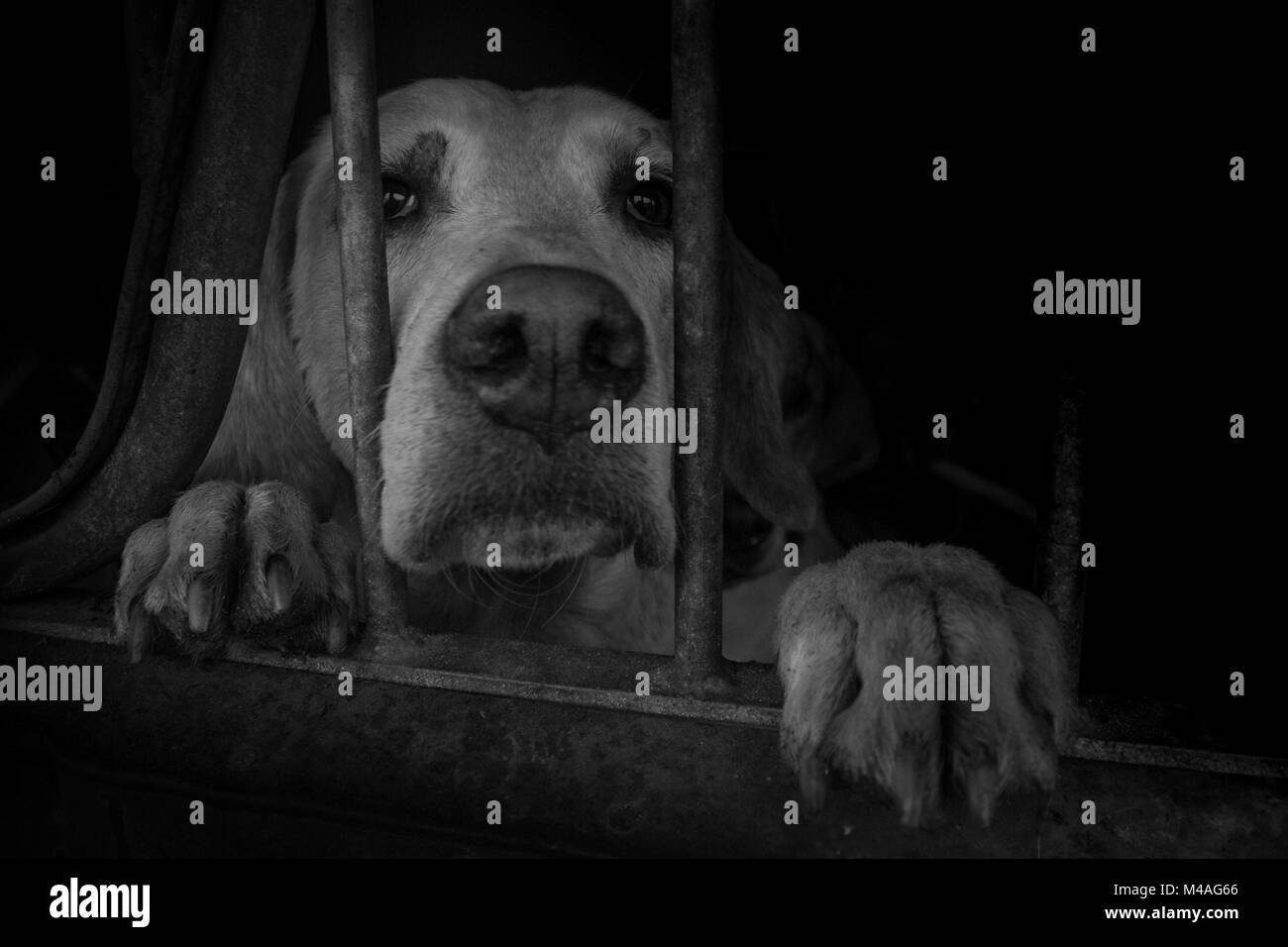 Portrait de Fox Hound jeter à travers les barreaux de sa cage. Banque D'Images