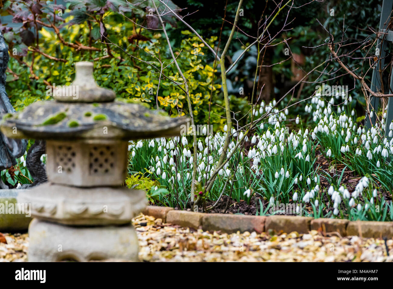 Floraison perce-neige dans une semi - jardin à thème japonais.blanc de printemps des fleurs. Banque D'Images