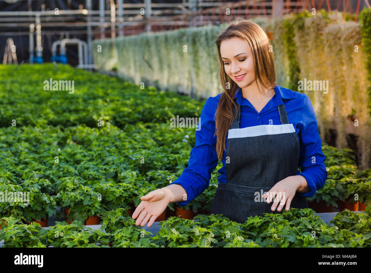 Jeune femme positive Soins jardinier plantes vertes dans une serre. Banque D'Images
