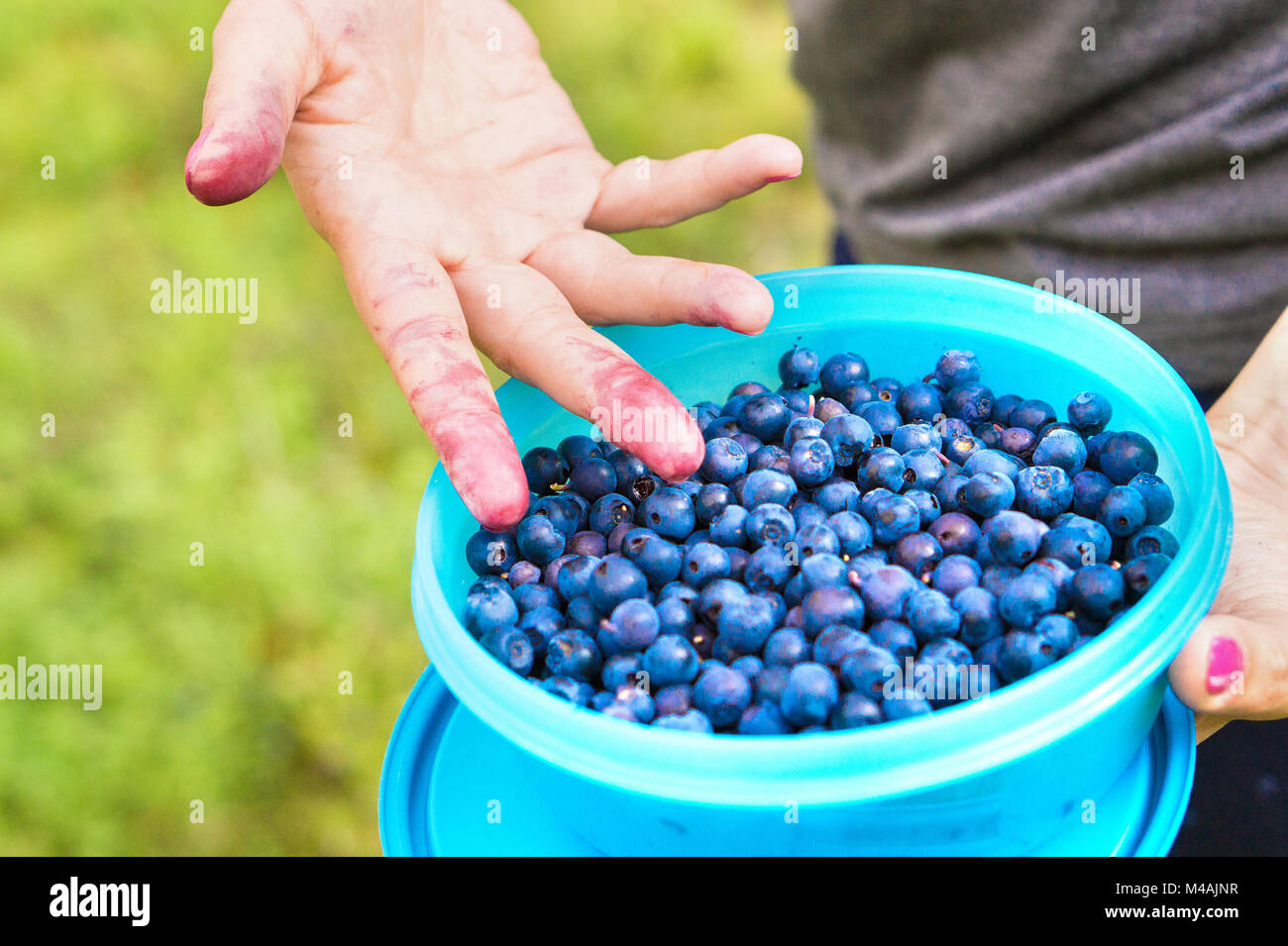 Des bleuets dans un cercueil et contenant dans la forêt. Doigts sales coloré en bleu et violet par les baies. Collecte et femme choisir une collation santé. Banque D'Images