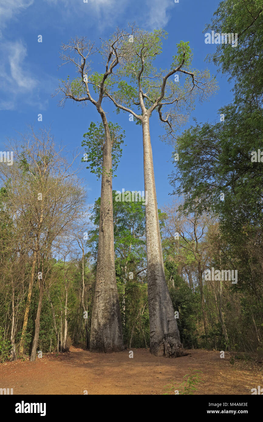 Les baobabs (Adansonia sp) géants dans la Forêt Forêt Ampijoroa Ankarafantsika, Gare, Parc national de Madagascar Novembre Banque D'Images