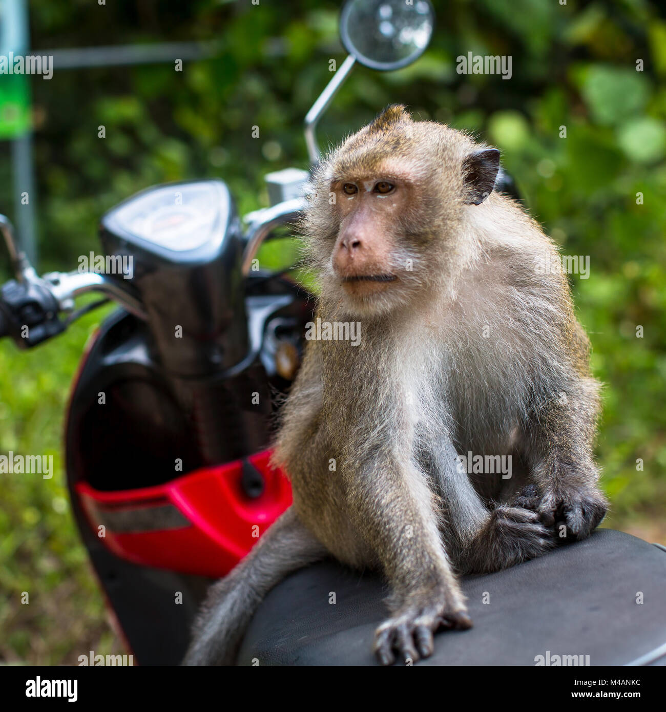 Singe assis sur une moto, en Thaïlande. Voyages et tourisme Photo Stock -  Alamy