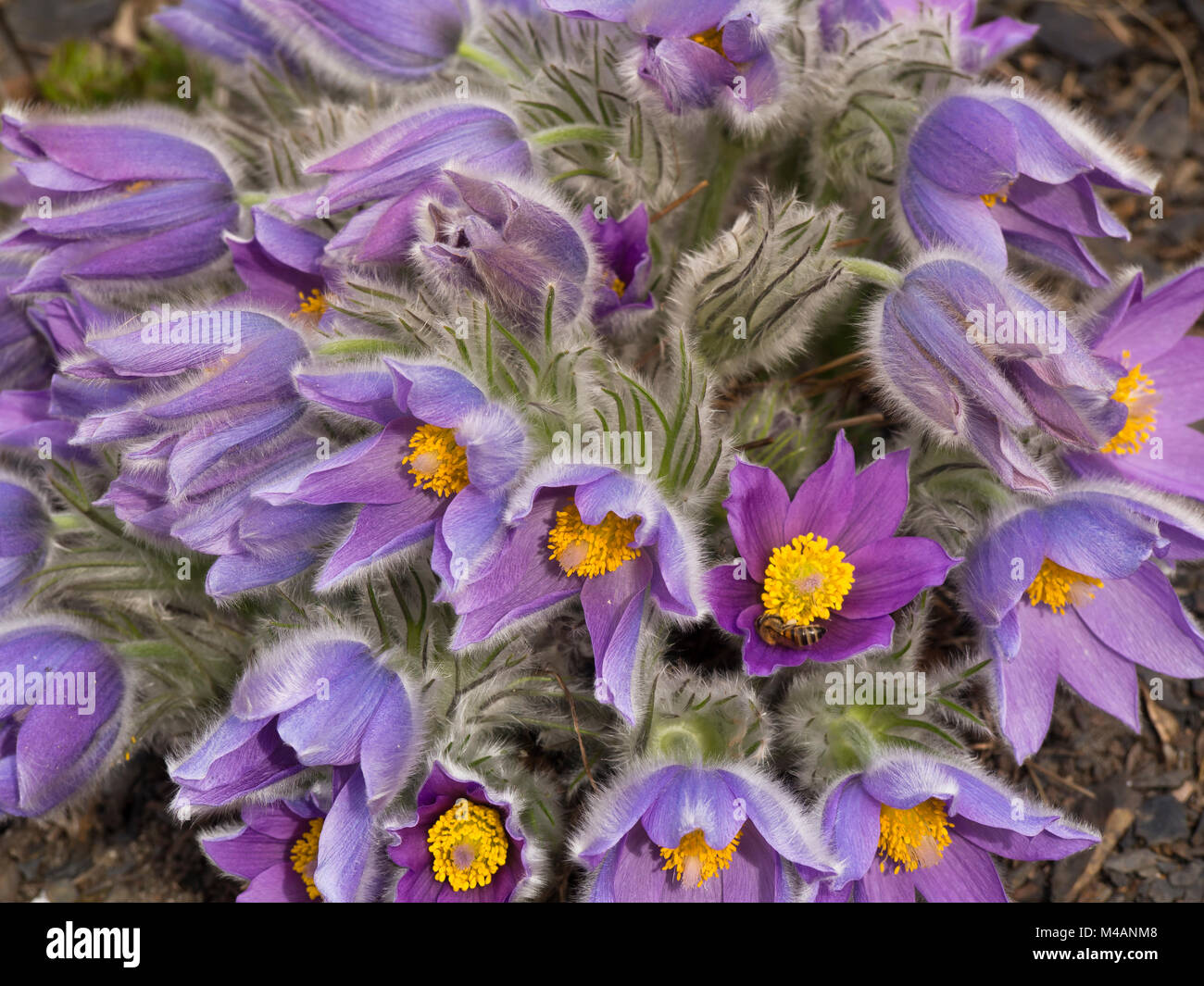 Une plus grande anémone pulsatille Pulsatilla ou grandis, un printemps alpin, vue ici dans le jardin botanique d'Oslo Norvège Banque D'Images