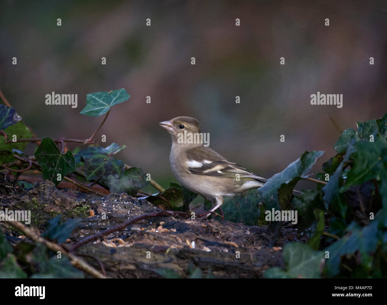 Chaffinch Fringilla coelebs femelle,,perché sur log, dans le jardin. Le Lancashire, Royaume-Uni Banque D'Images