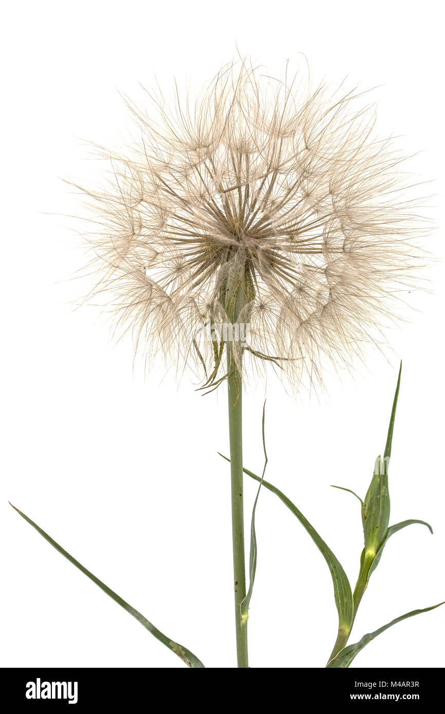 Tragopogon pratensiss close-up, isolé sur fond blanc Banque D'Images