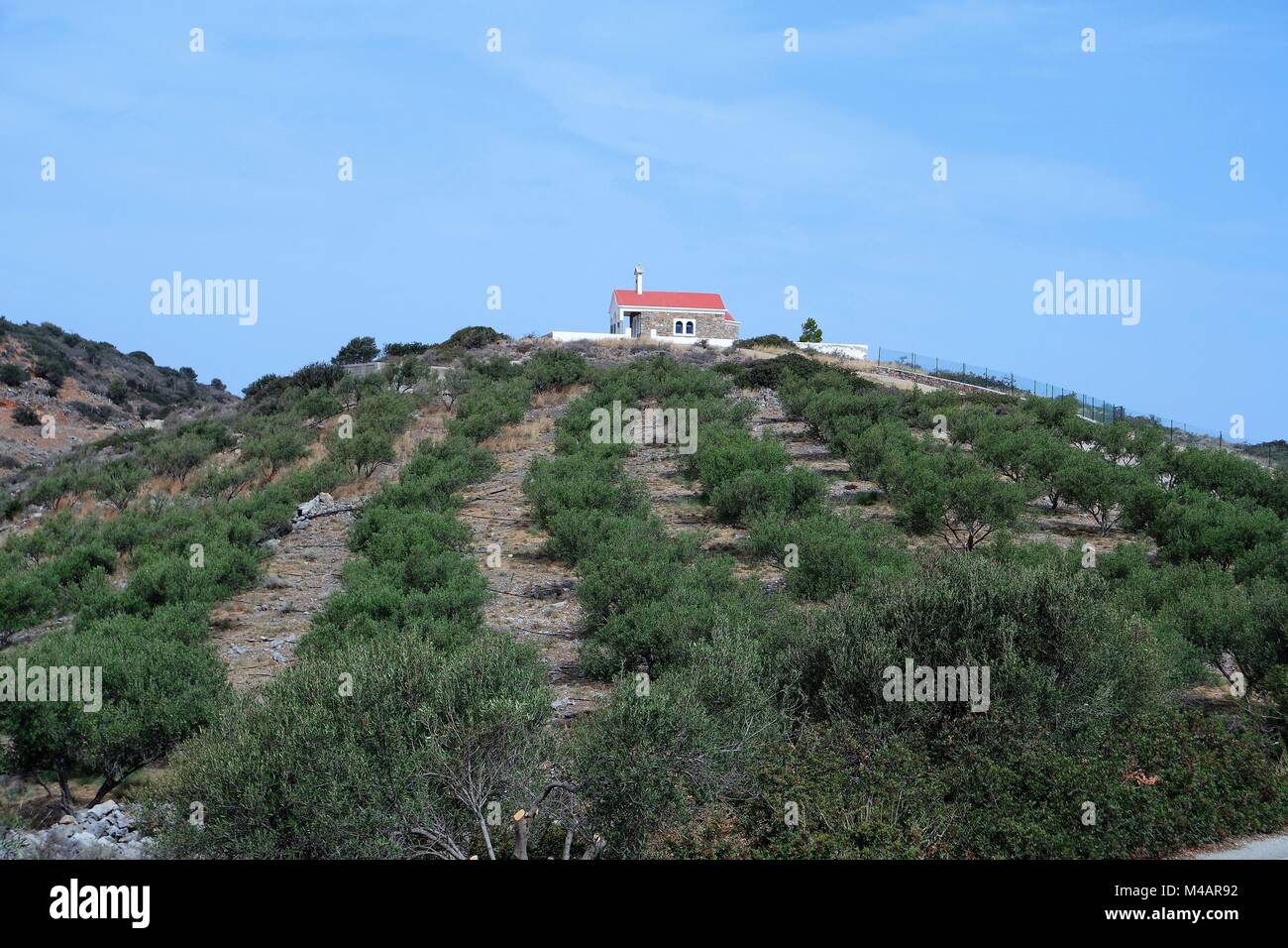 La colline d'olive Banque D'Images