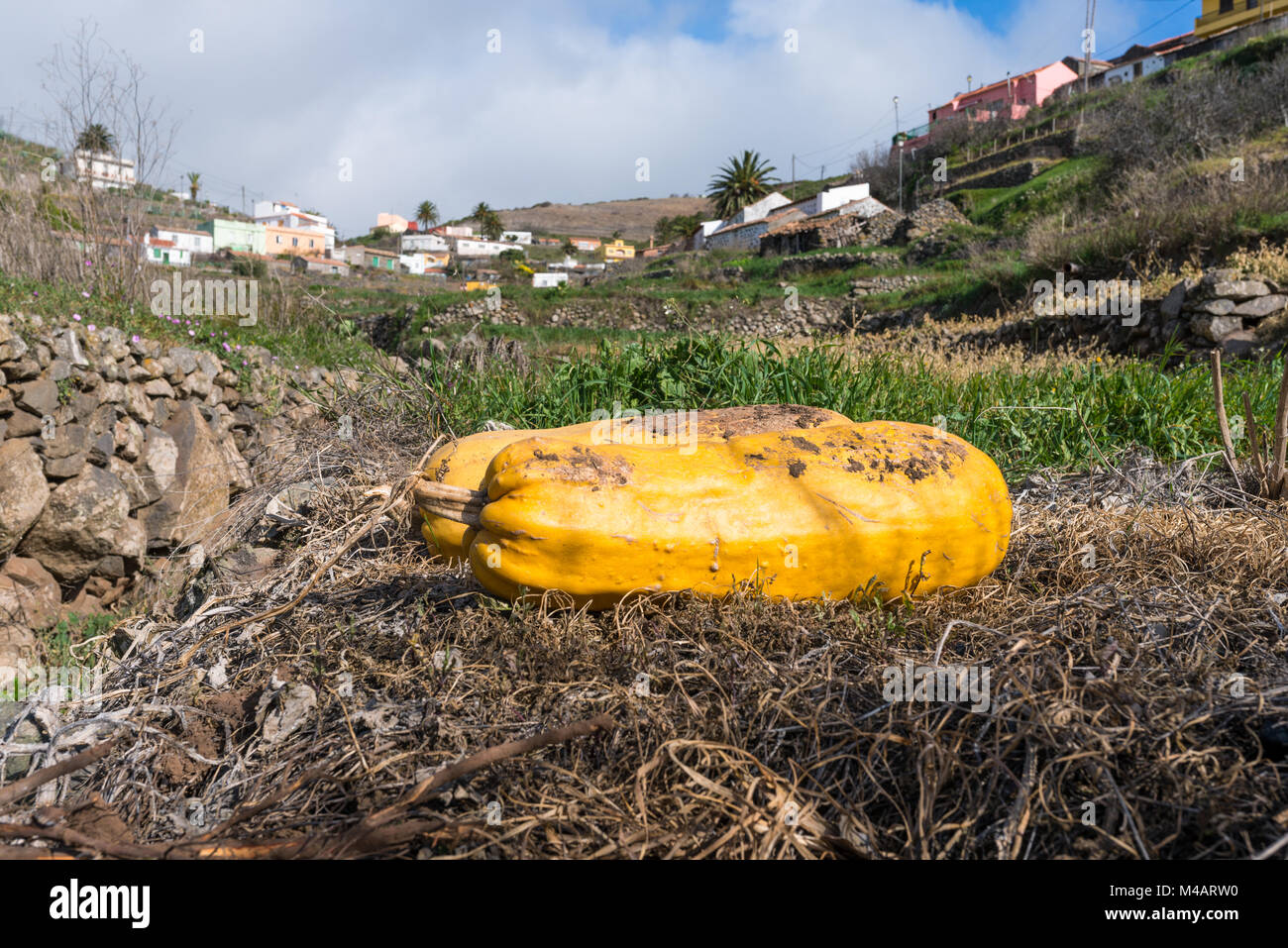 Pumpkin sur les champs d'El Cercado sur La Gomera Banque D'Images