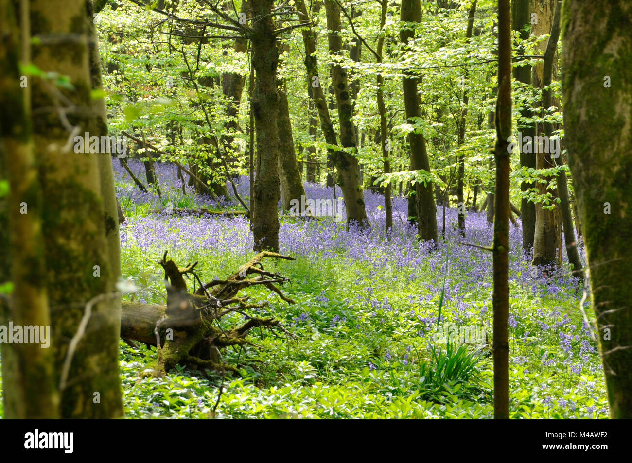 Bluebells,Hyacinthoides non-scripta, dans un bois de jeunes hêtres, Somerset, Royaume-Uni. Banque D'Images