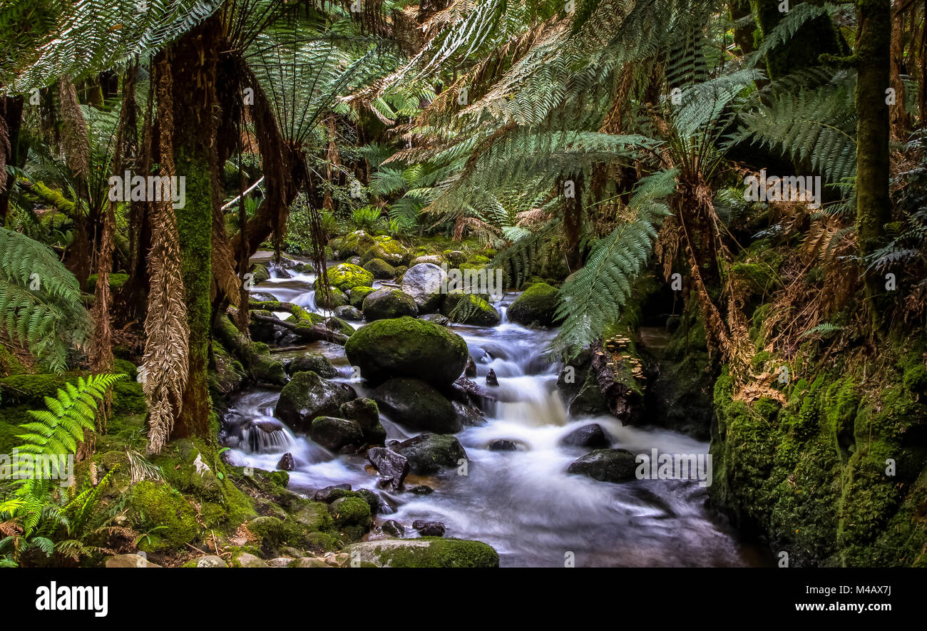 Stream dans la forêt tropicale de Tasmanie Banque D'Images