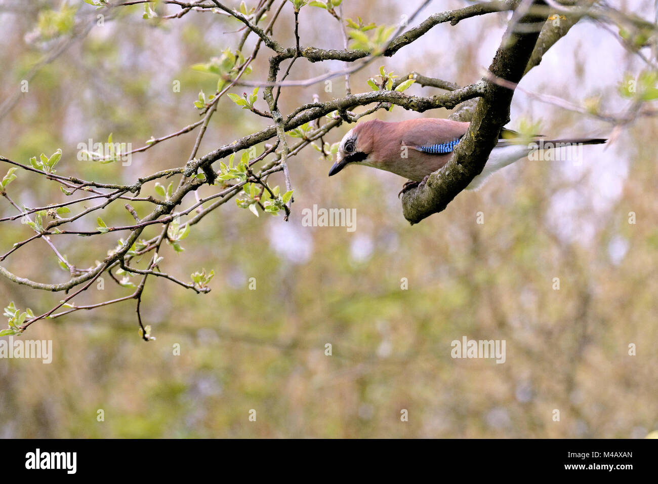Geai Banque D'Images