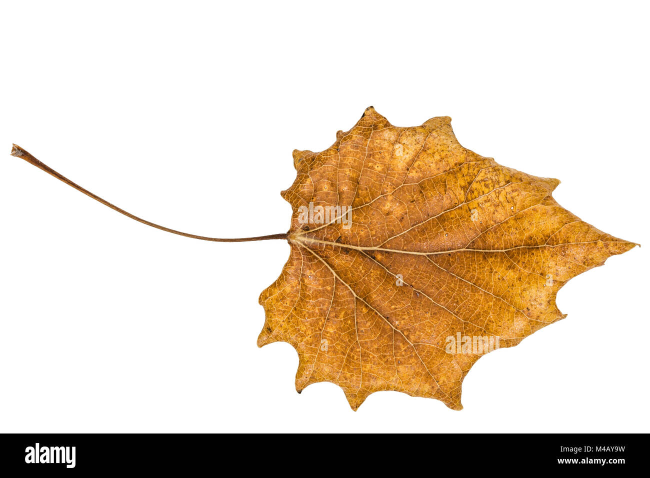 Des feuilles d'automne tombées de peuplier, isolé sur fond blanc Banque D'Images
