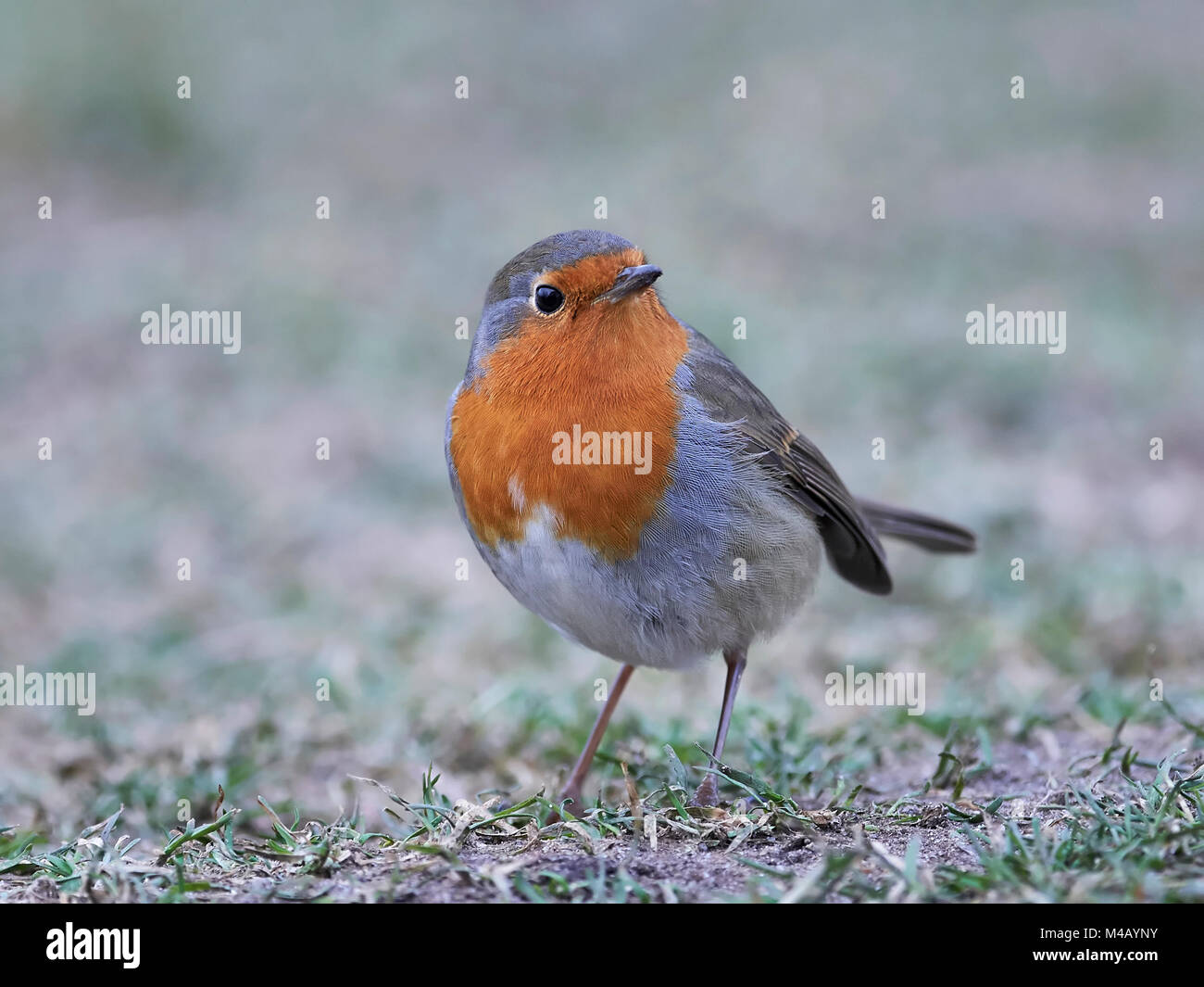 Robin européenne debout sur le terrain dans son habitat Banque D'Images