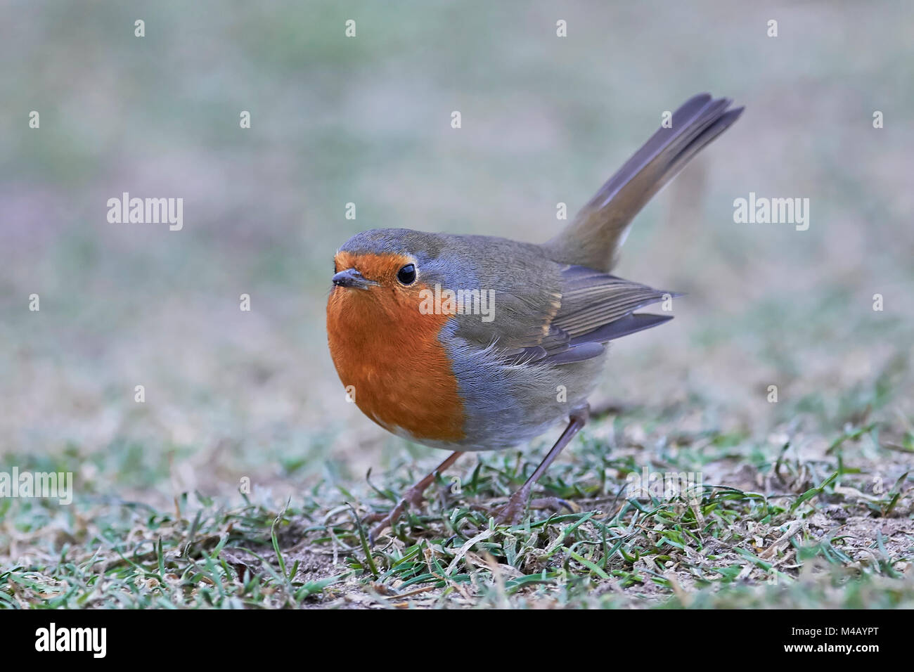 Robin européenne debout sur le terrain dans son habitat Banque D'Images