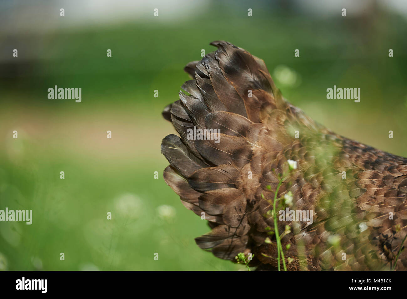 Les volailles domestiques, Gallus gallus domesticus poule,la queue,plumage,,close-up Banque D'Images