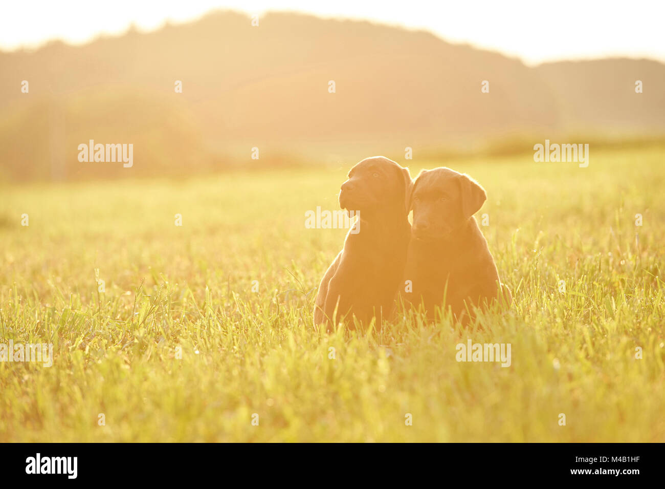 Labrador retrievers,brun chocolat,chiots,meadow,s'asseoir Banque D'Images