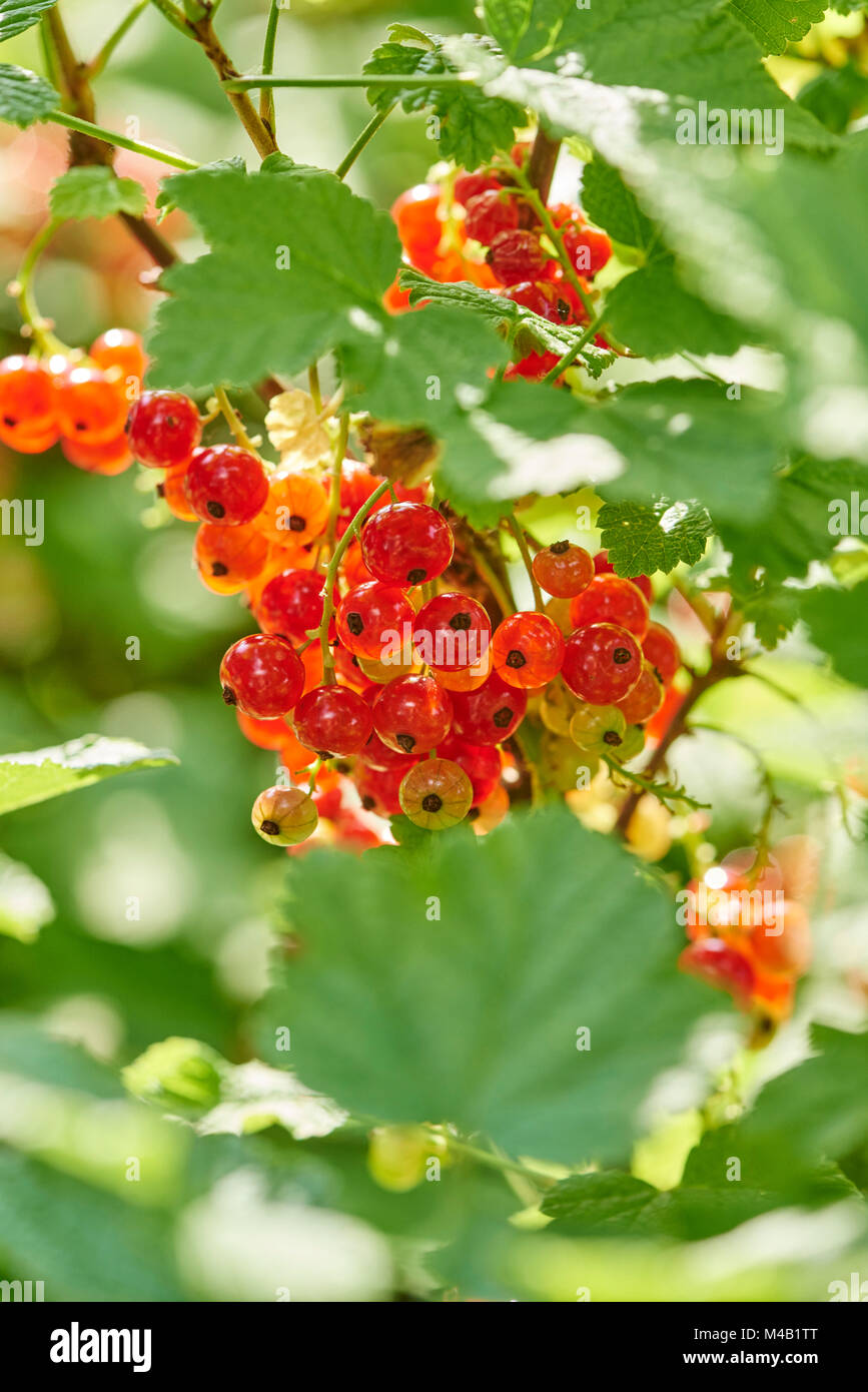 La prêle commune ou groseille (Ribes rubrum),Allemagne,en Europe Banque D'Images