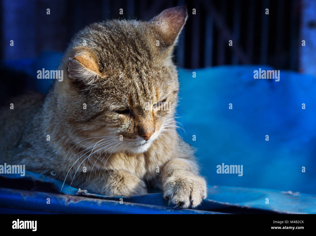 Chat de maison,chat réchauffé par la lumière du soleil Banque D'Images