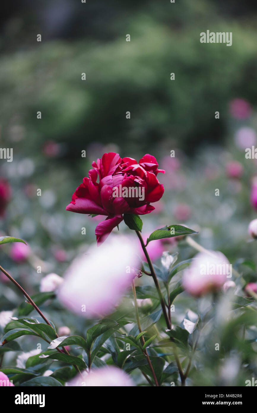 Les Pivoines en fleurs dans le jardin en juin, Banque D'Images