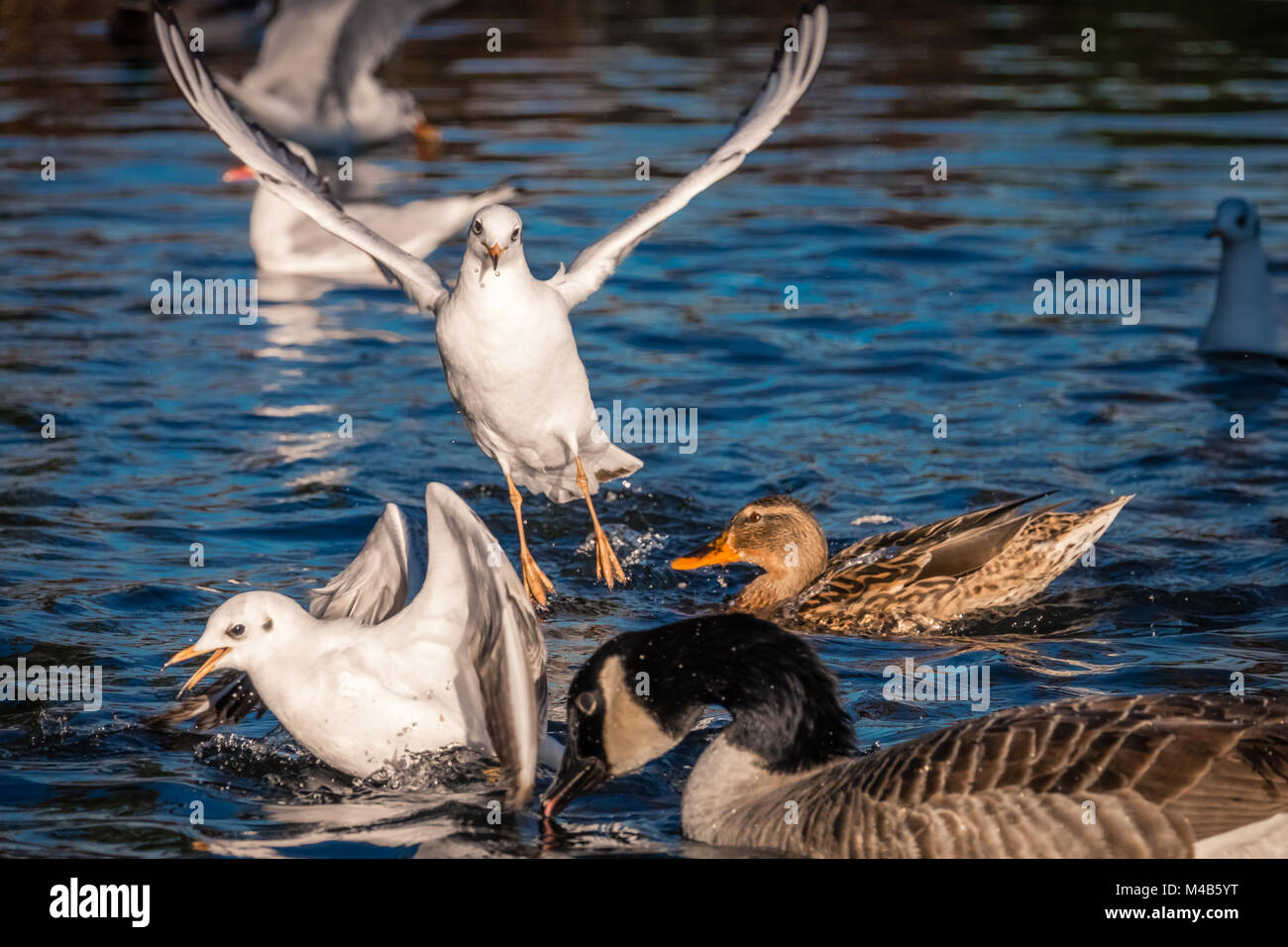 Les mouettes et les canards combats Banque D'Images