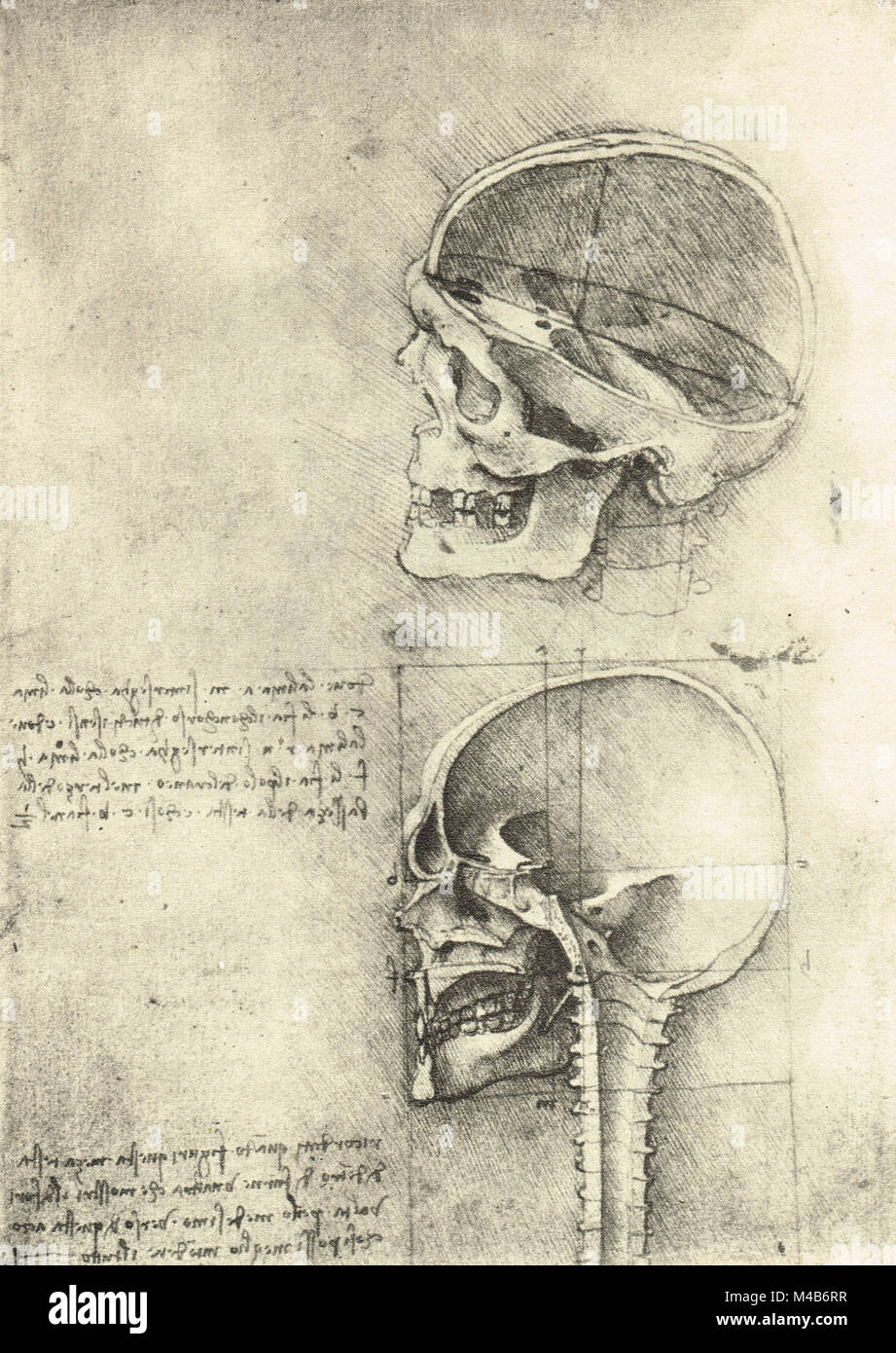 Dessin d'un crâne à gauche, l'étude anatomique du crâne, dessiné par Léonard de Vinci, vers 1489 Banque D'Images