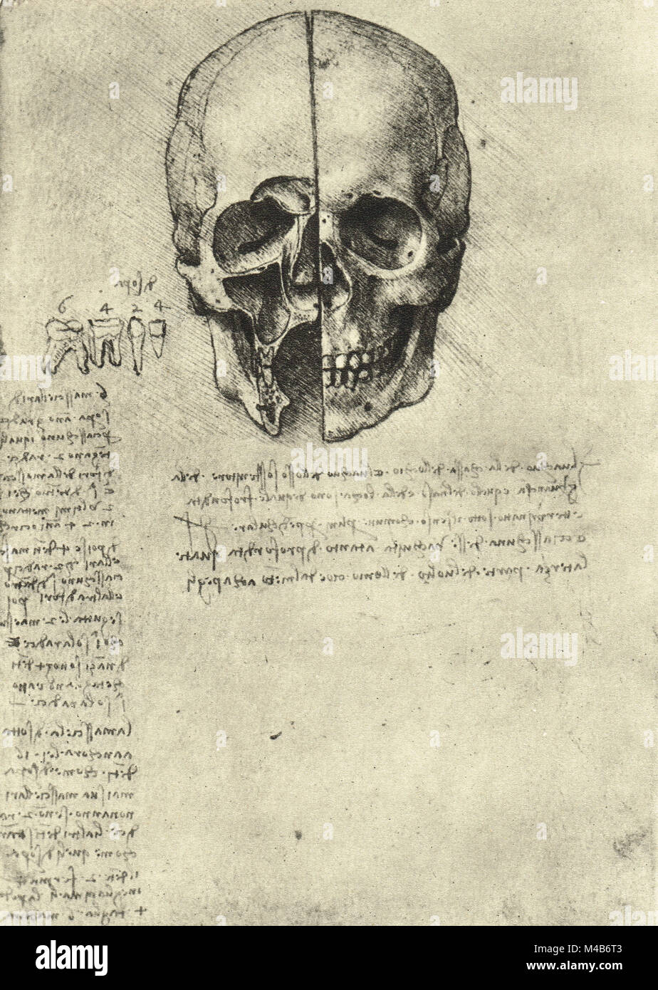 Deux moitiés d'un crâne, étude anatomique d'un crâne, dessiné par Léonard de Vinci, vers 1489 Banque D'Images