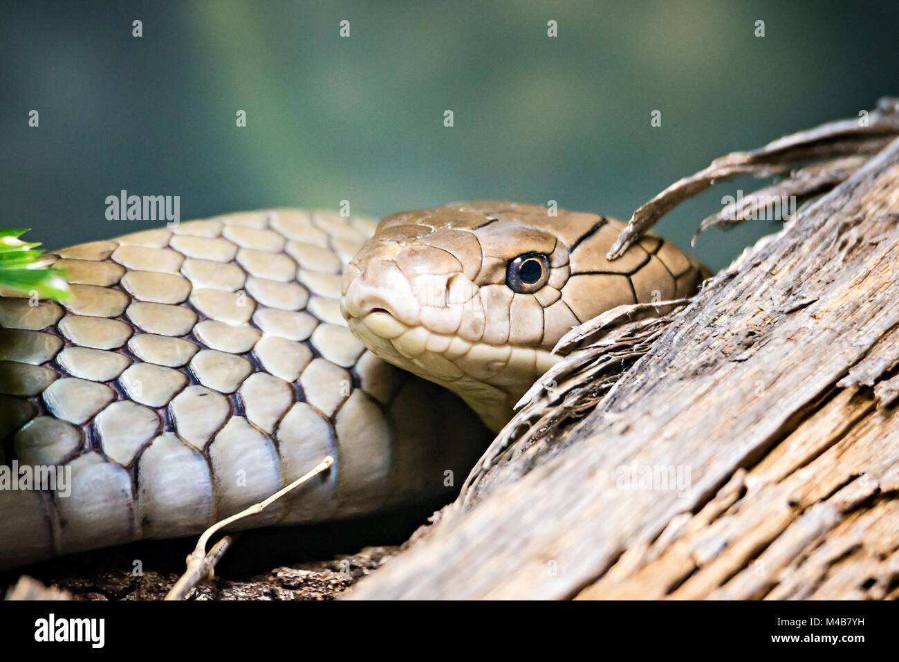 Pin de Floride reptile serpent nonvenomous closeup Banque D'Images