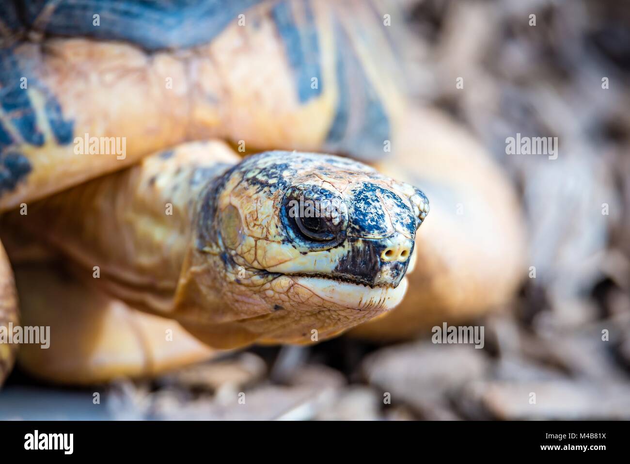 Razor-Backed Tortue musquée (Sternotherus carinatus) Kinosternidae Banque D'Images