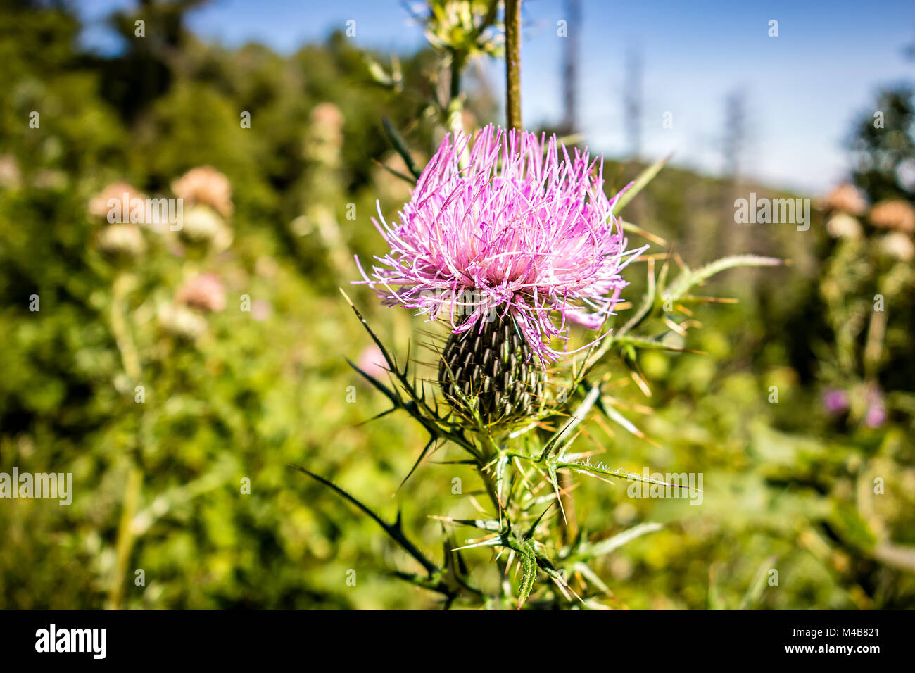 Champ avec le chardon Marie (Silybum marianum) plantes médicales dans les montagnes Banque D'Images