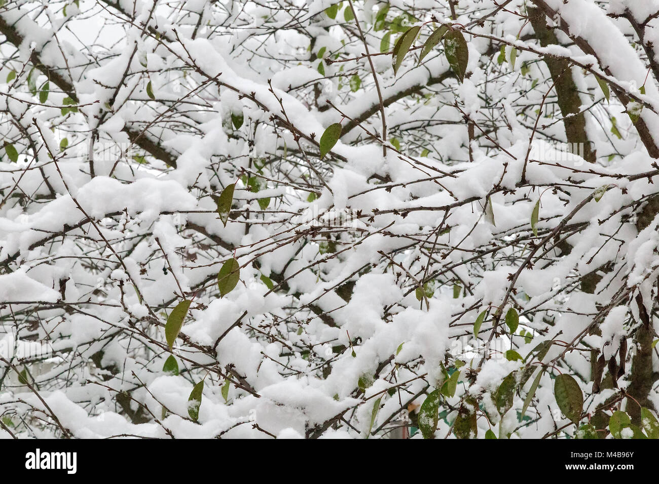 La première l'accumulation de neige sur les branches des arbres. Banque D'Images