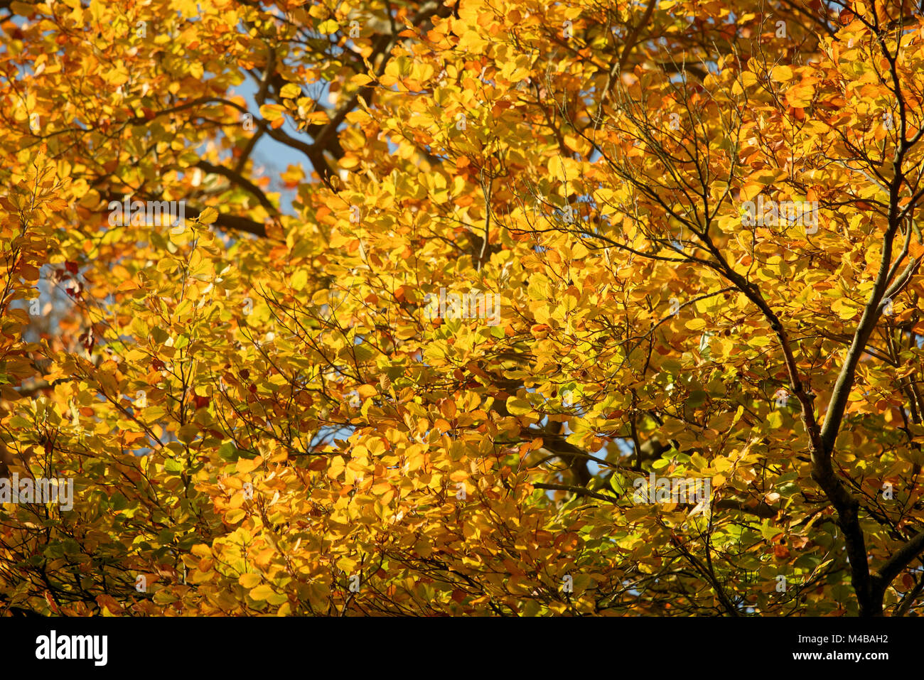 Hêtres en automne Banque D'Images