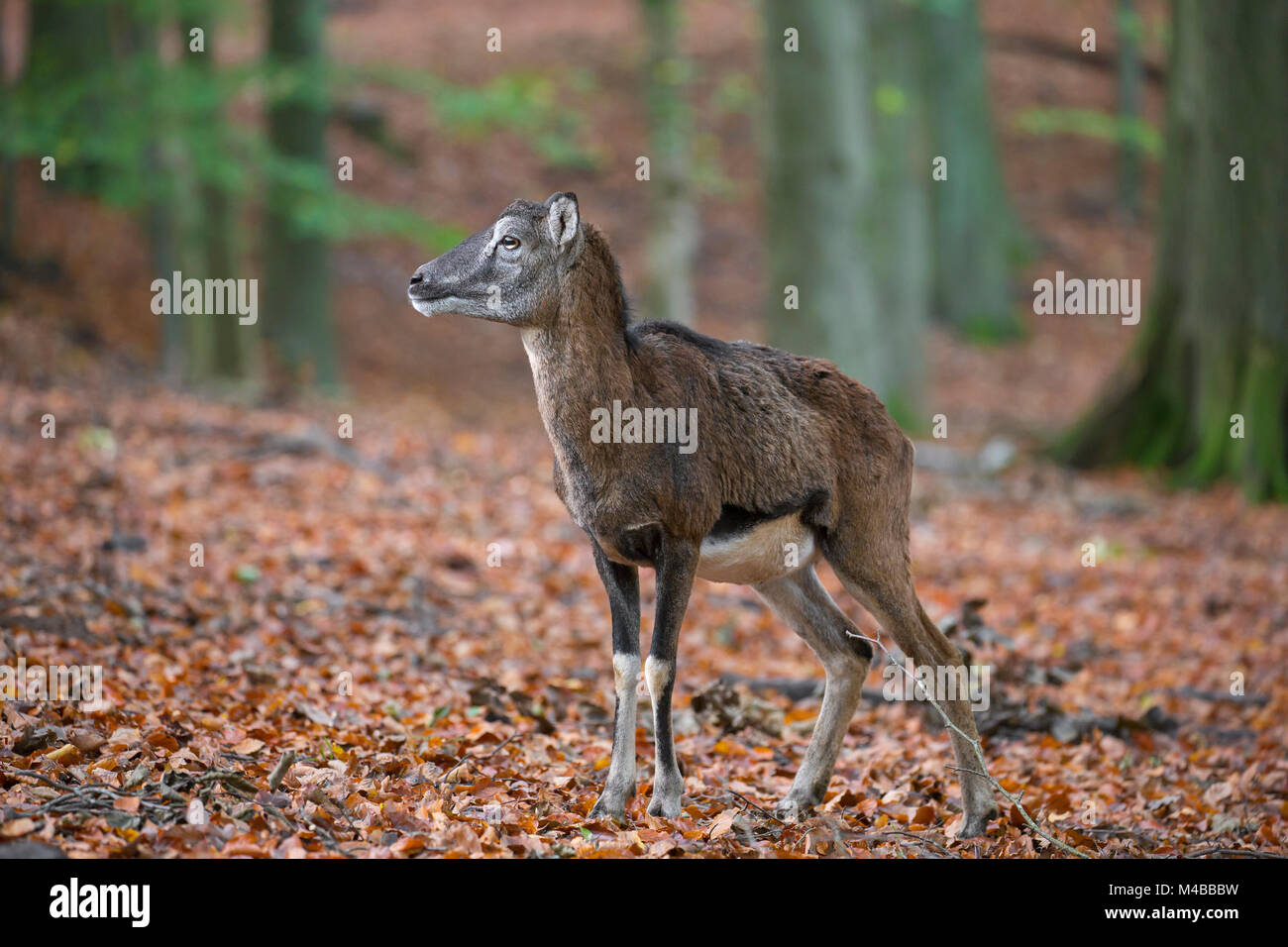 Mouflon (Ovis gmelini européenne / Ovis ammon musimon / Ovis orientalis musimon) brebis dans forêt d'automne Banque D'Images