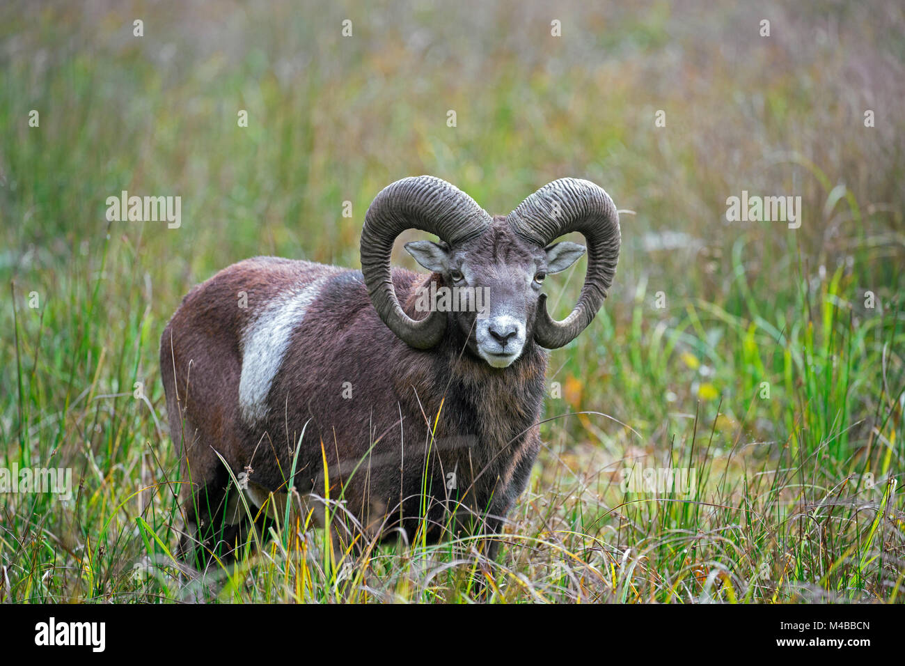 Mouflon (Ovis gmelini européenne / Ovis ammon musimon / Ovis orientalis musimon) ram avec grandes cornes dans les prairies à l'automne Banque D'Images