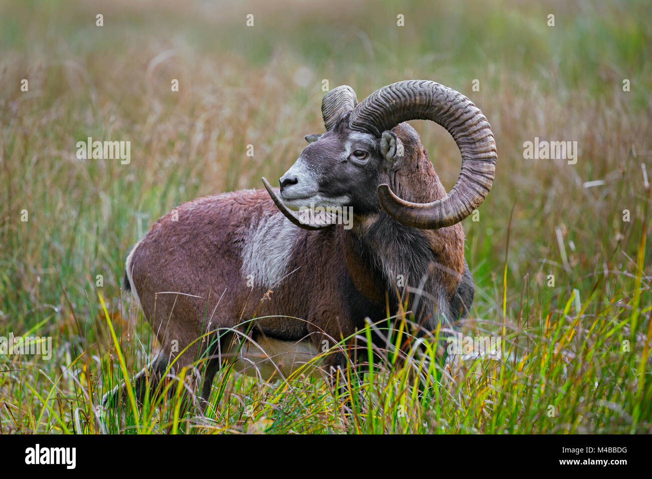 Mouflon (Ovis gmelini européenne / Ovis ammon musimon / Ovis orientalis musimon) ram avec grandes cornes dans les prairies à l'automne Banque D'Images Mouflon (Ovis gmelini européenne / Ovis ammon musimon / Ovis orientalis musimon) ram avec grandes cornes dans les prairies à l'automne Banque D'Images